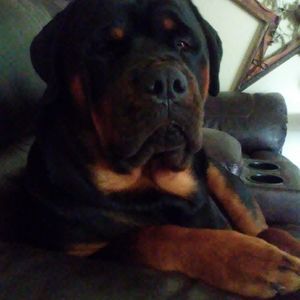 Meet your Posher, Suzanne